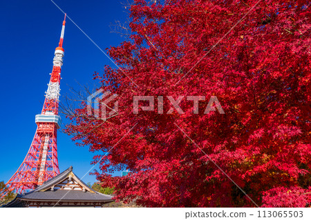 (東京)鮮紅的秋葉和東京鐵塔 (東京)鮮紅的秋葉和東京鐵塔 113065503
