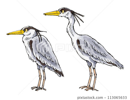 A gray heron stretching its neck and a gray heron folding its neck A gray heron stretching its neck and a gray heron folding its neck 113065633