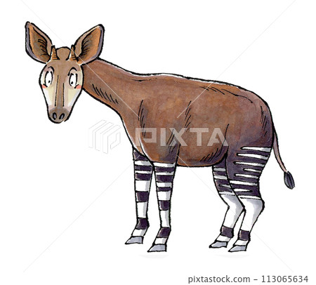 霍加皮 霍加皮 113065634