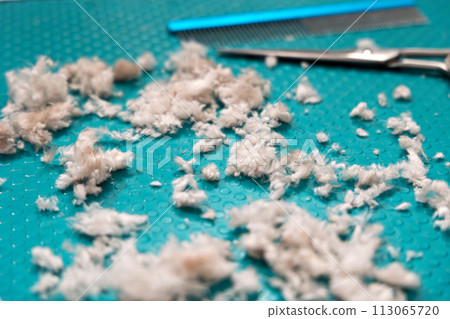 Selective focus. Clipped dog hair on a green grooming table, a comb and scissors lie in the background. Wool on the table after grooming a dog 113065720