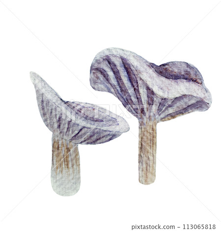 Wild purple mushroom watercolor set isolated on white. Collybia nuda 113065818