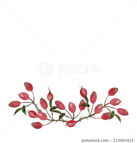Rosehip sprig watercolor illustration isolated on white Rosehip sprig watercolor illustration isolated on white 113065825