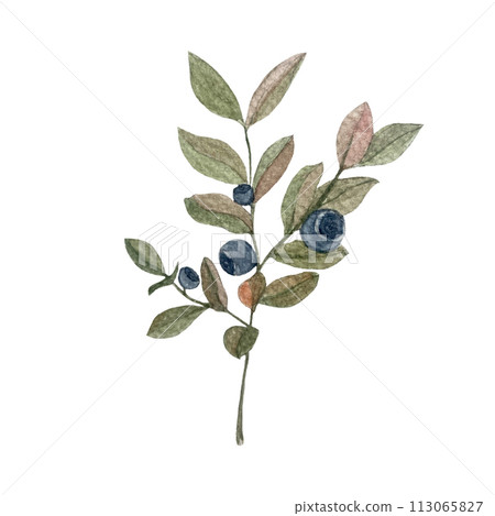 Blueberry sprig watercolor illustration isolated on white 113065827