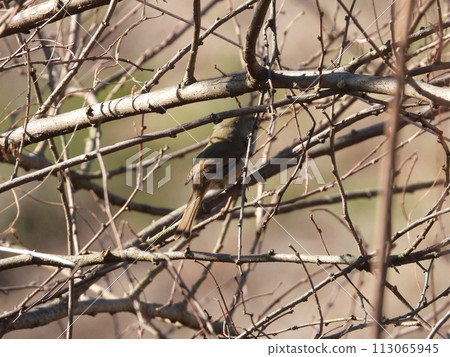 A warbler photographed in a nearby stream A warbler photographed in a nearby stream 113065945