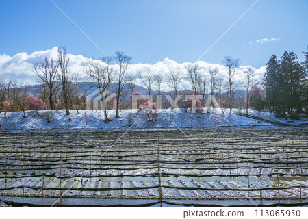 山葵田裡有小雪和梅花【大王山葵農場】 山葵田裡有小雪和梅花【大王山葵農場】 113065950