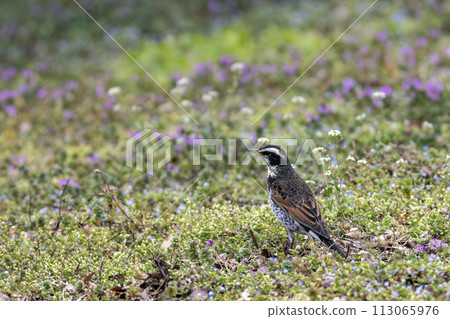 鶇站在荷花盛開的田野裡 113065976