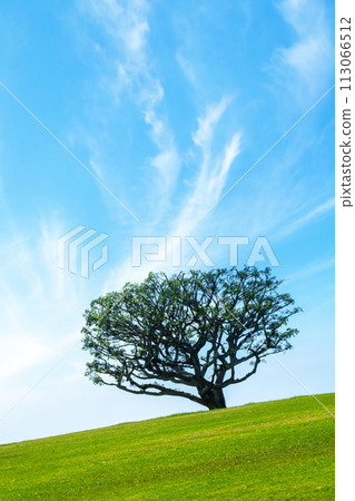 Spring Tree on Meadow Spring Tree on Meadow 113066512