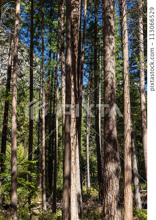 Tree Forest in Yosemite National Park 113066529