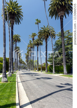 Beverly Hills drive lined with tall and majestic palm trees Beverly Hills drive lined with tall and majestic palm trees 113066535