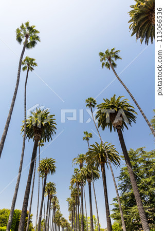 A perfect summer day and tall palms A perfect summer day and tall palms 113066536