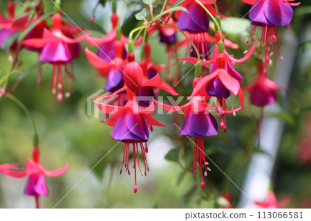 Elegant fuchsia flowers Elegant fuchsia flowers 113066581