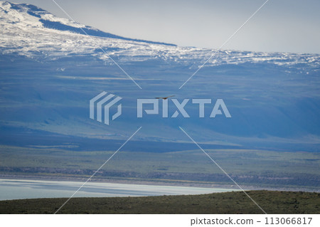 Andean condor flies over lake near mountain 113066817