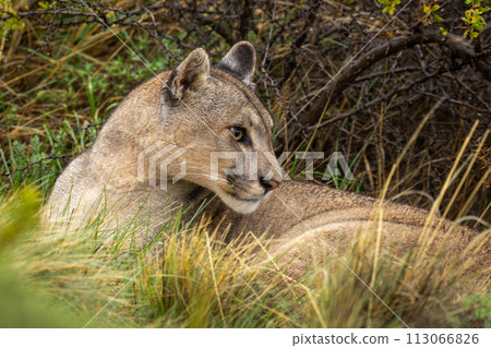 Close-up of puma lying by thick bush Close-up of puma lying by thick bush 113066826