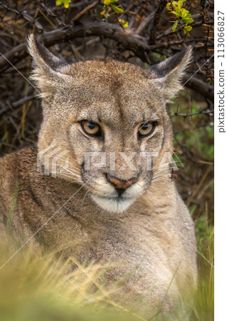 Close-up of puma lying by thick bushes Close-up of puma lying by thick bushes 113066827