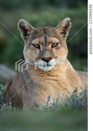 Close-up of puma lying in bushy scrubland Close-up of puma lying in bushy scrubland 113066836