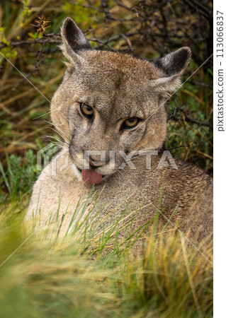 Close-up of puma lying in grass preening Close-up of puma lying in grass preening 113066837