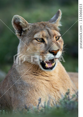 Close-up of puma lying opening its mouth Close-up of puma lying opening its mouth 113066853