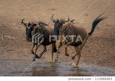 Two blue wildebeest enter shallow river side-by-side 113066863