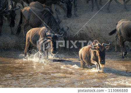 Two blue wildebeest splash across shallow stream 113066880