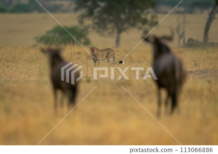 Two blue wildebeest stand watching cheetah passing 113066886