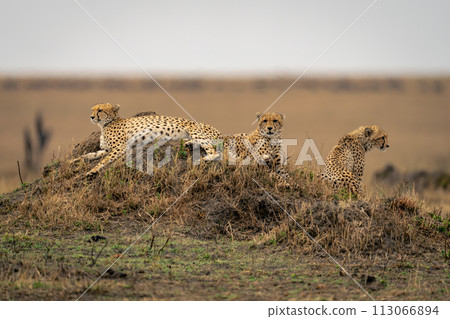 Two cheetahs lie near another on mound 113066894
