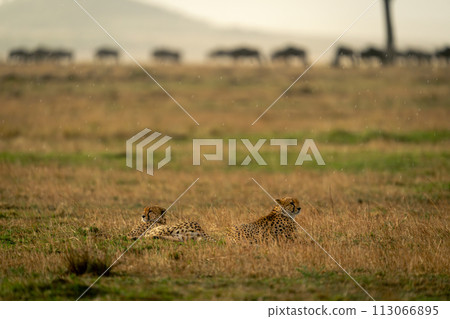 Two cheetahs lie near wildebeest in rain 113066895
