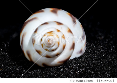 Babylonia Areolata shell on a black sand background Babylonia Areolata shell on a black sand background 113066901