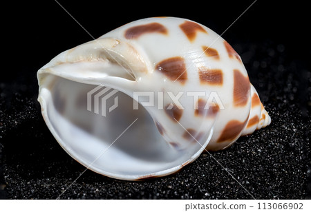 Babylonia Areolata shell on a black sand background 113066902