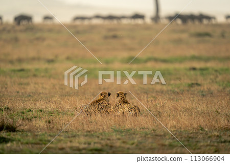 Two cheetahs lie on savannah watching wildebeest 113066904