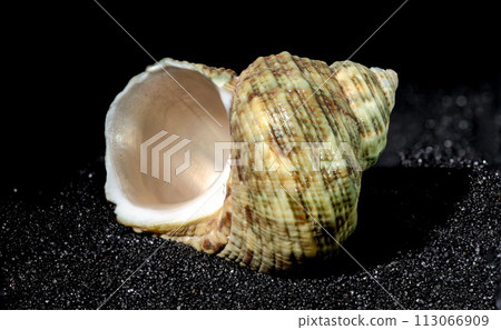 Turbinidae shell on a black sand background 113066909