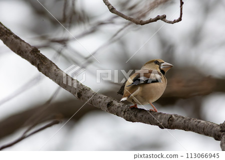 Shime perching on a branch 113066945