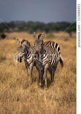 Two plains zebra stand facing towards camera 113066951