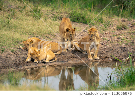 Young male lion approaches lionesses at waterhole Young male lion approaches lionesses at waterhole 113066976
