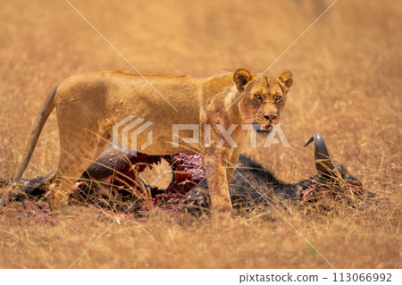 Young male lion stands over wildebeest carcase 113066992