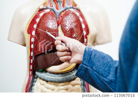 Asian student learning with human body model in anatomy biology in classroom at high school. 113067018