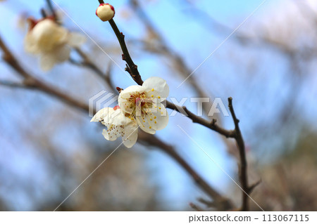 兼六園梅林的梅花 兼六園梅林的梅花 113067115