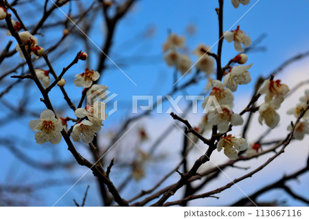 Plum blossoms in Kenrokuen's plum grove Plum blossoms in Kenrokuen's plum grove 113067116
