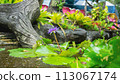 wooden fence at a pond 113067174