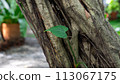 green leaf on tree stump tree trunk 113067175