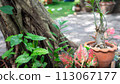 small bonsai tree in a pot 113067177
