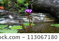 pink lotus in pond 113067180