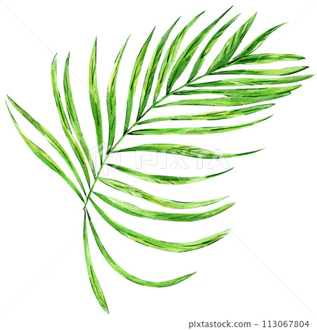 Watercolor hand painted green tropical leaves, tropic plant, palm leaf, monstera, banana tree leaves isolated on white background. Exotic leaf. Botanical elements for decoration and print. Watercolor hand painted green tropical leaves, tropic plant, palm leaf, monstera, banana tree leaves isolated on white background. Exotic leaf. Botanical elements for decoration and print. 113067804