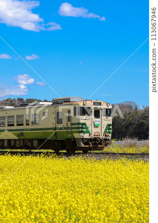Kominato Railway running through a field of rape blossoms_vertical position 113067946