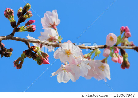 Sakura that shines in the blue sky 113067948