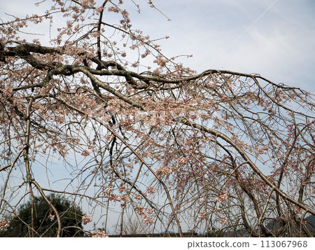 Weeping cherry blossoms at Nammyoji Temple in Hagi City 113067968