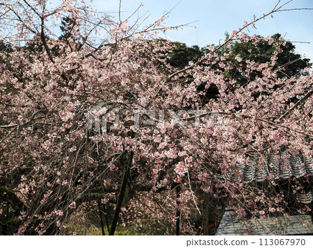Weeping cherry blossoms at Nammyoji Temple in Hagi City 113067970