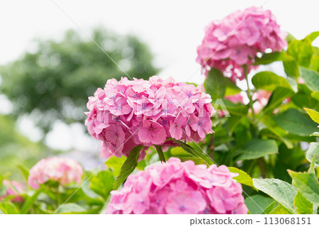 hydrangea   113068151