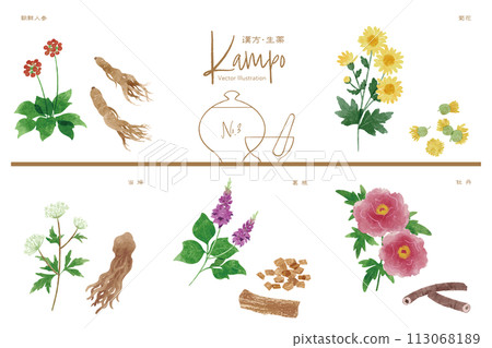 草藥向量插圖集 3(人參、菊花、toki、葛根、牡丹) 草藥向量插圖集 3(人參、菊花、toki、葛根、牡丹) 113068189