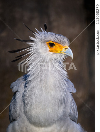 Sharp-eyed snake eagle Sharp-eyed snake eagle 113068279