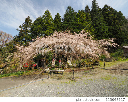 Weeping cherry blossoms at Nammyoji Temple in Hagi City 113068617
